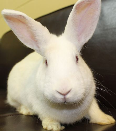 Candy Cane, one of the many, adoptable rabbits available at the Waukesha Humane Society.