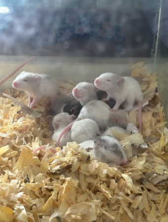 Baby Rats in Room 218