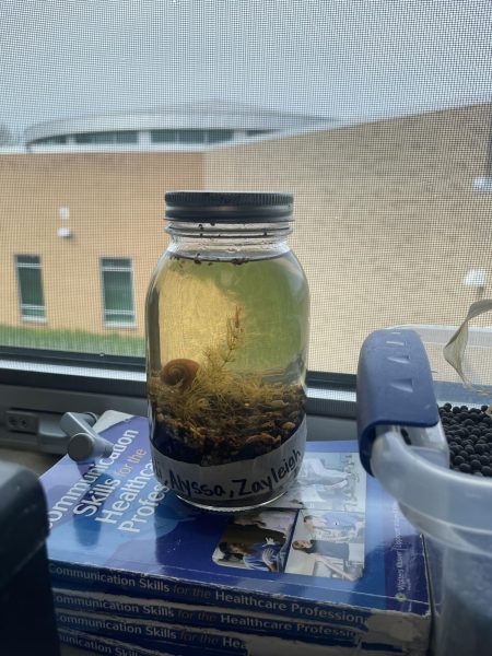 Student Ecojar with a snail, gravel, dirt, and water.