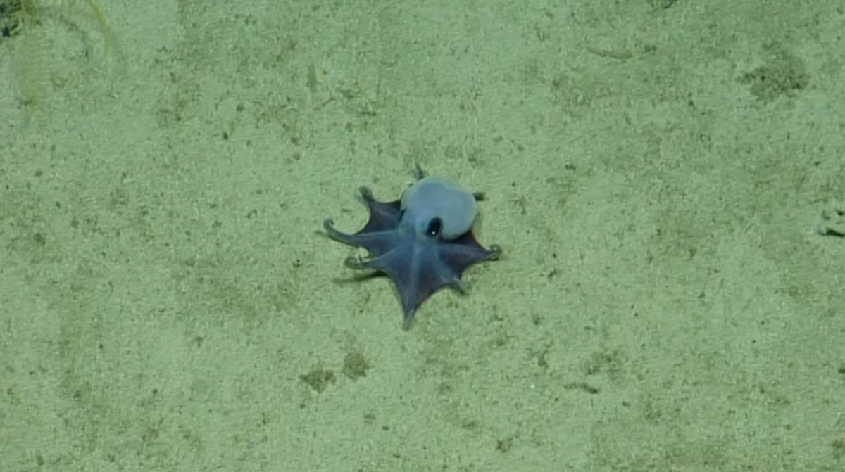 Photo from CNN showing the new, blue octopus species