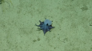 Photo from CNN showing the new, blue octopus species